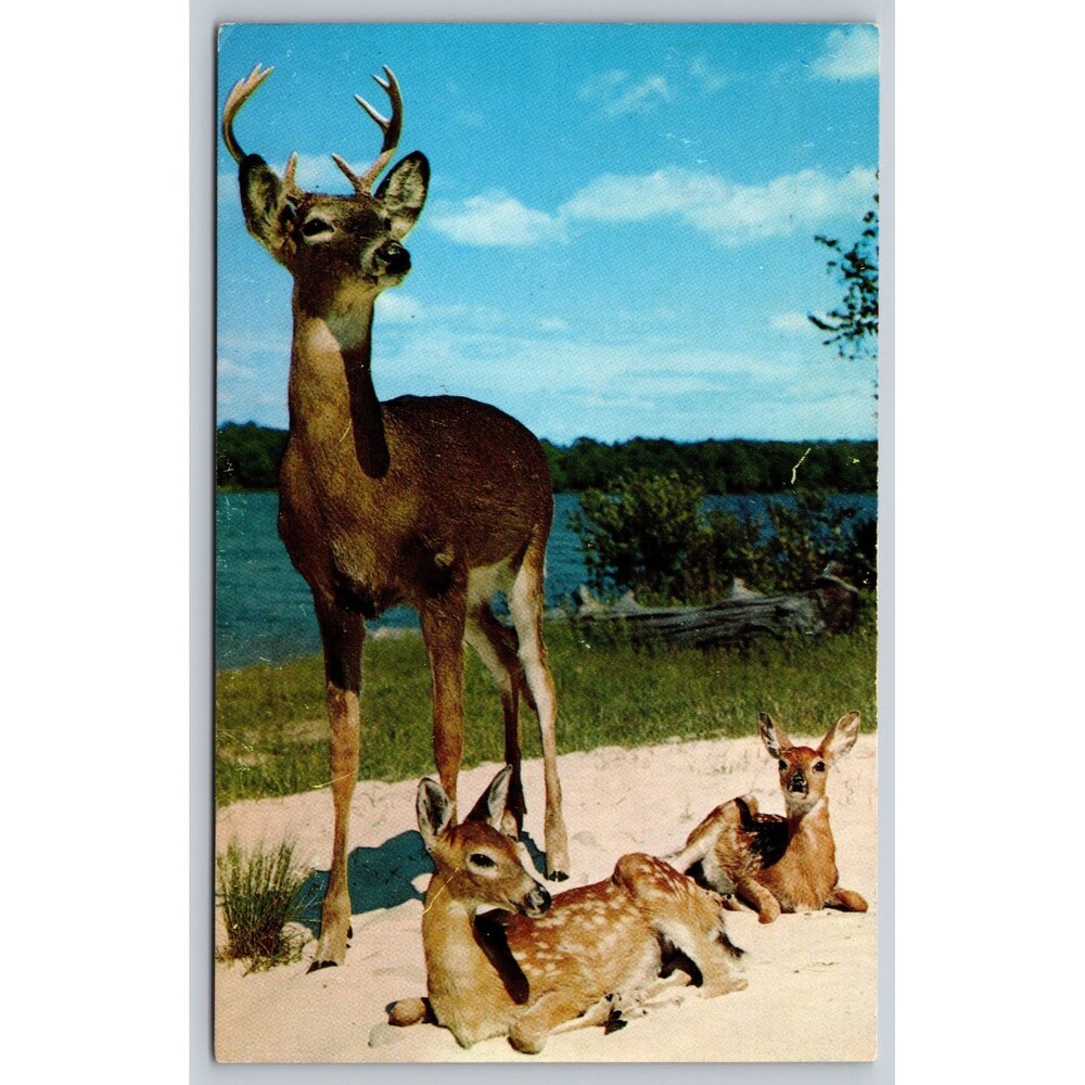 Postcard Washington Stehekin Majestic Buck Deer Two Young Sonds Posted 1960 VTG